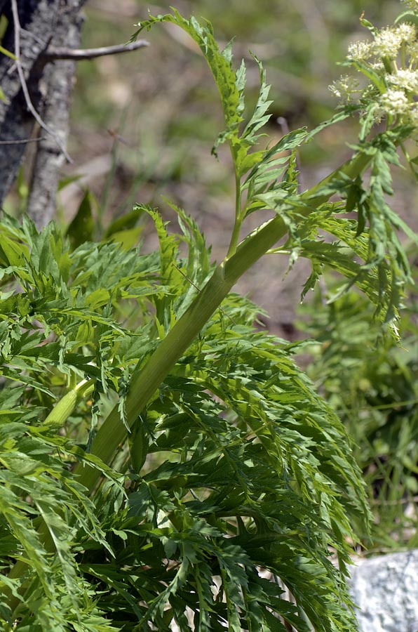 Molopospermum peloponnesiacum / Cicutaria fetida